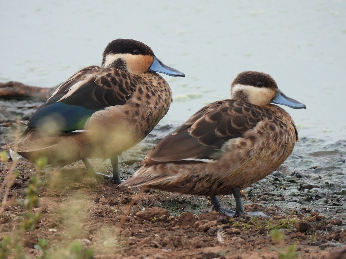 Blue-billed Teal - ML591585281