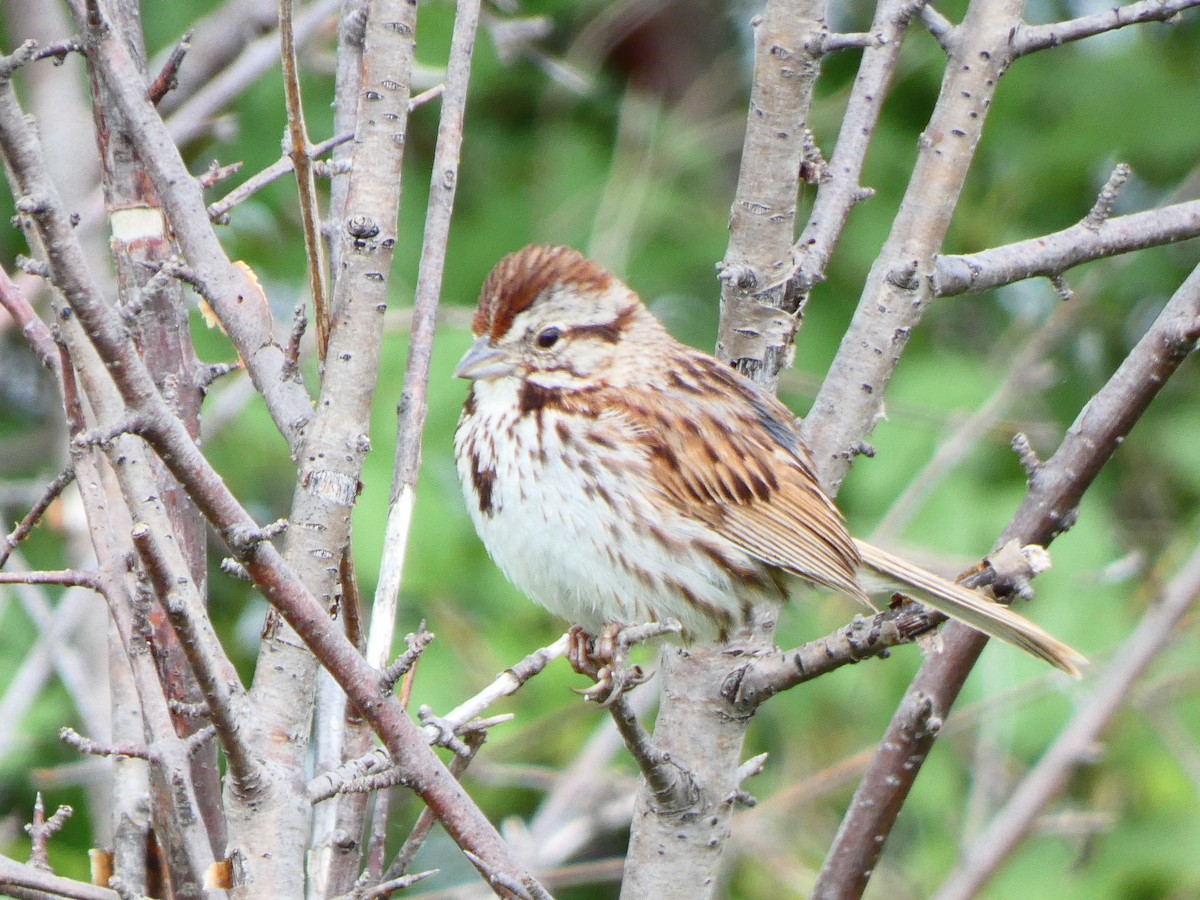 Song Sparrow - Eric Plage