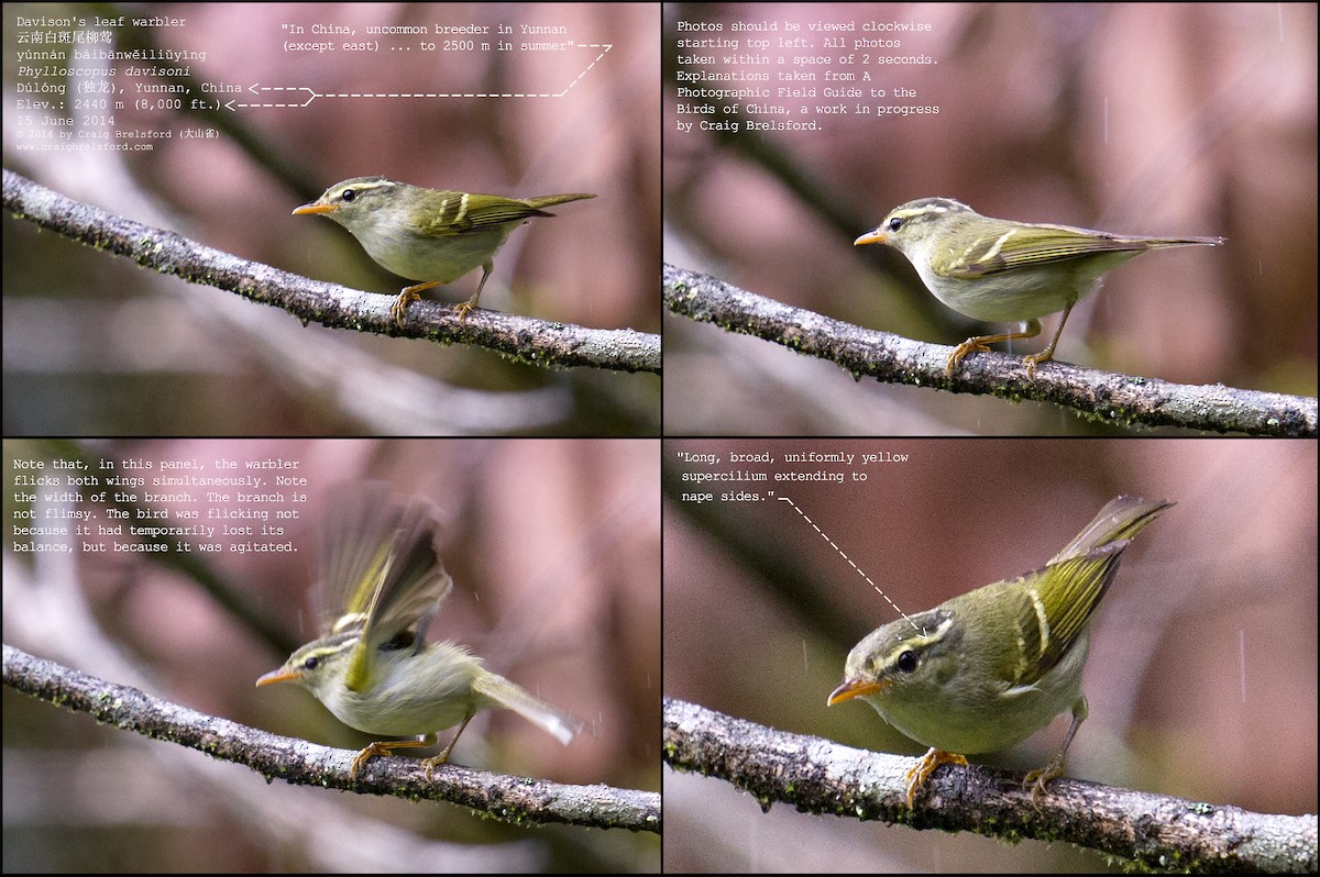 Davison's Leaf Warbler - ML59158541