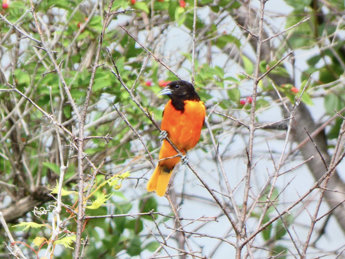 lundtrupial - ML591585431