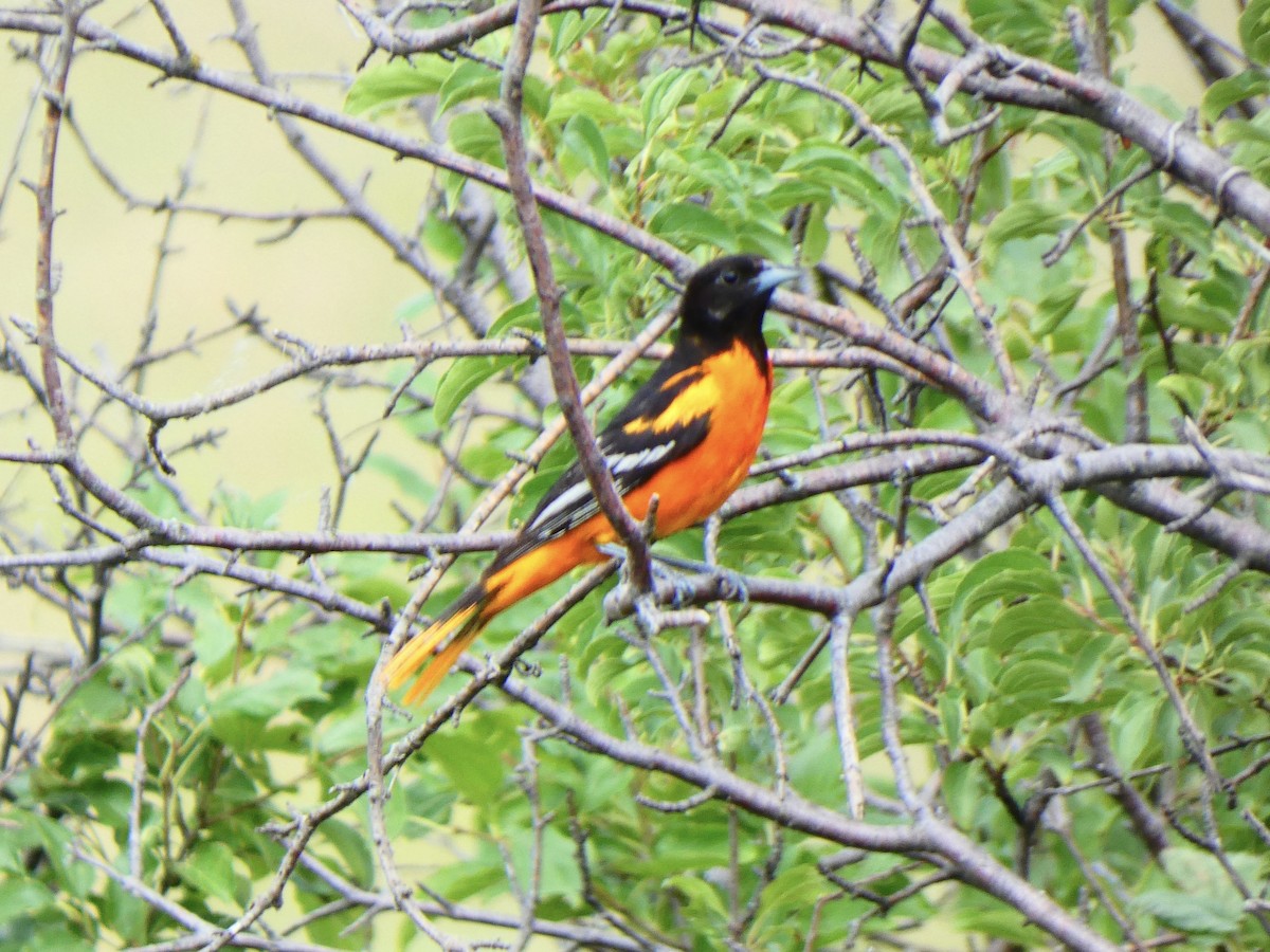 Baltimore Oriole - ML591585441