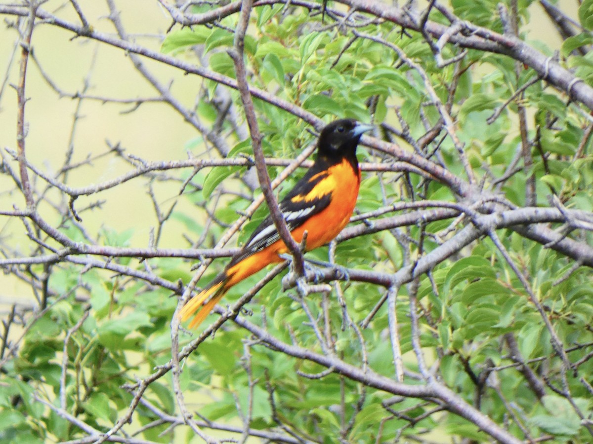 Oriole de Baltimore - ML591585441