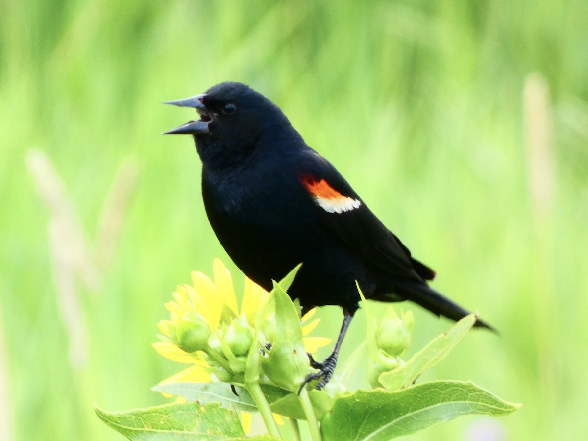 Red-winged Blackbird (Red-winged) - Eric Plage