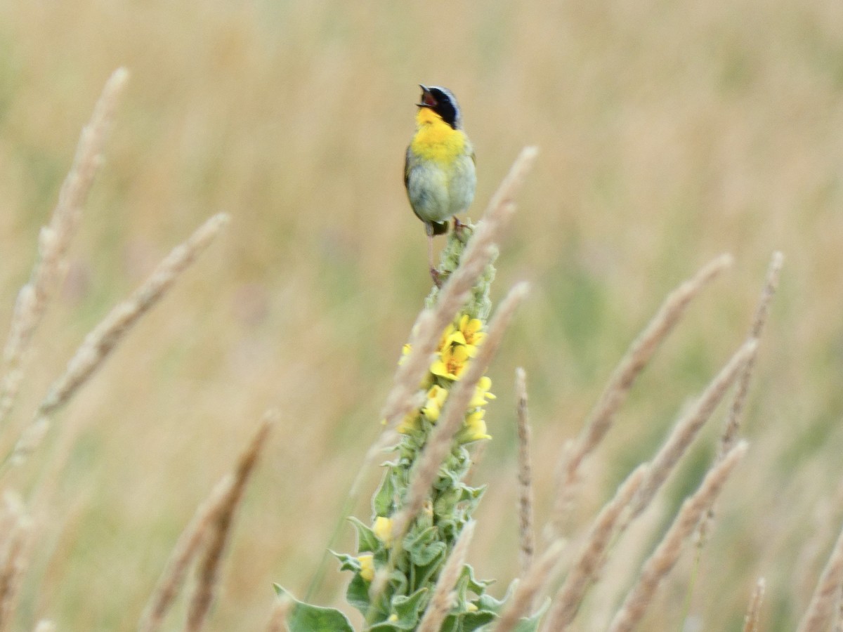 Common Yellowthroat - ML591585521