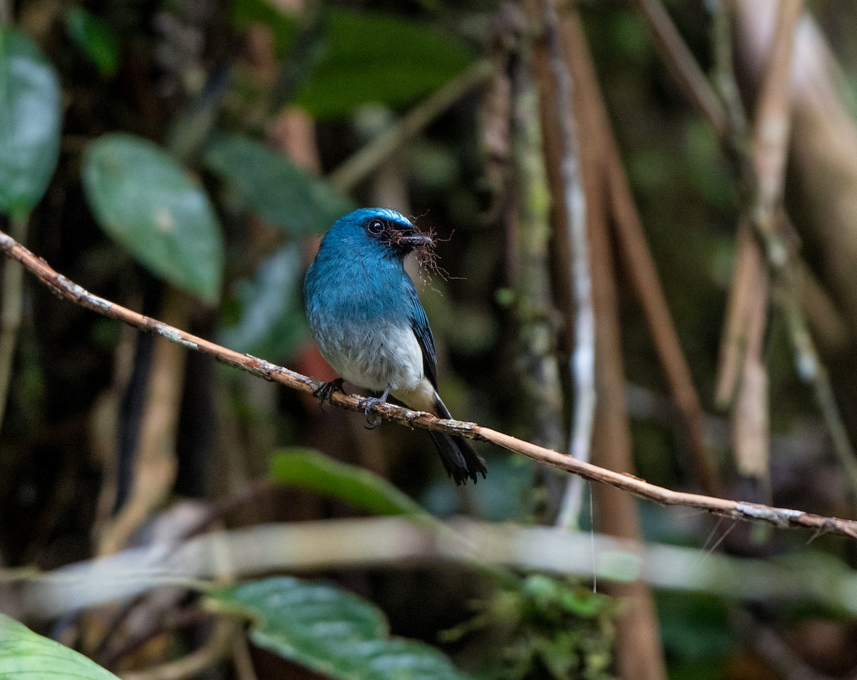 Indigo Flycatcher - jimmy Yao