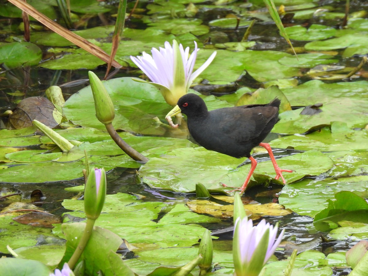 Polluela Negra Africana - ML591586351