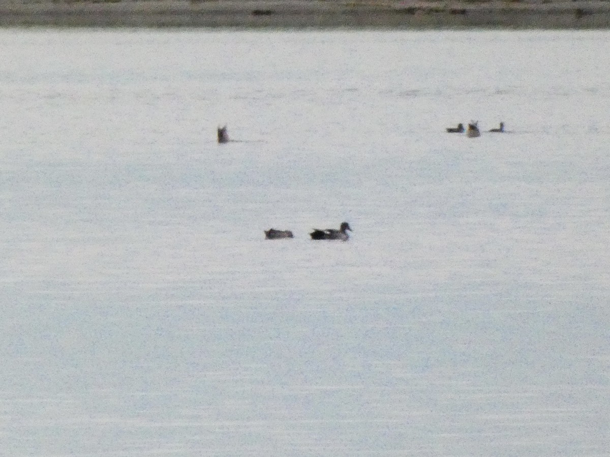 Green-winged Teal (American) - ML591586401