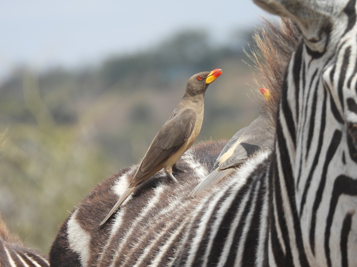 Yellow-billed Oxpecker - ML591587611