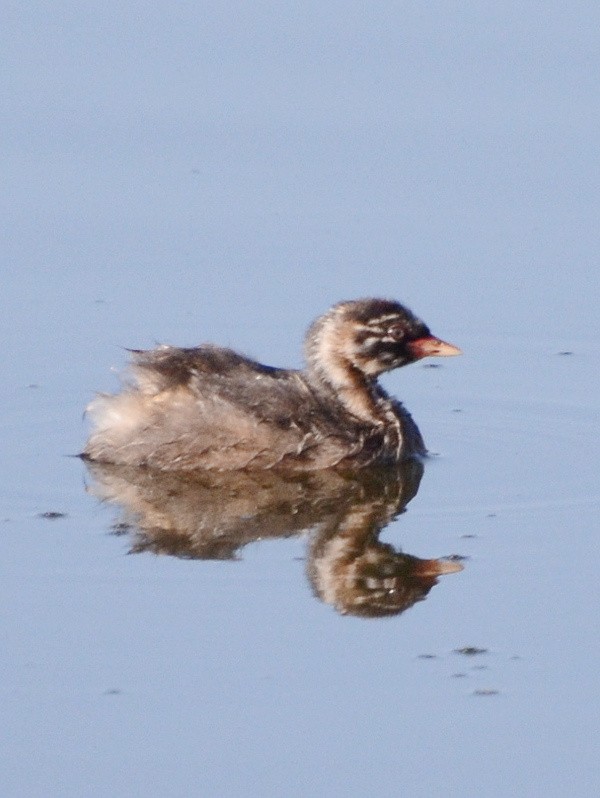 Little Grebe - ML591587911