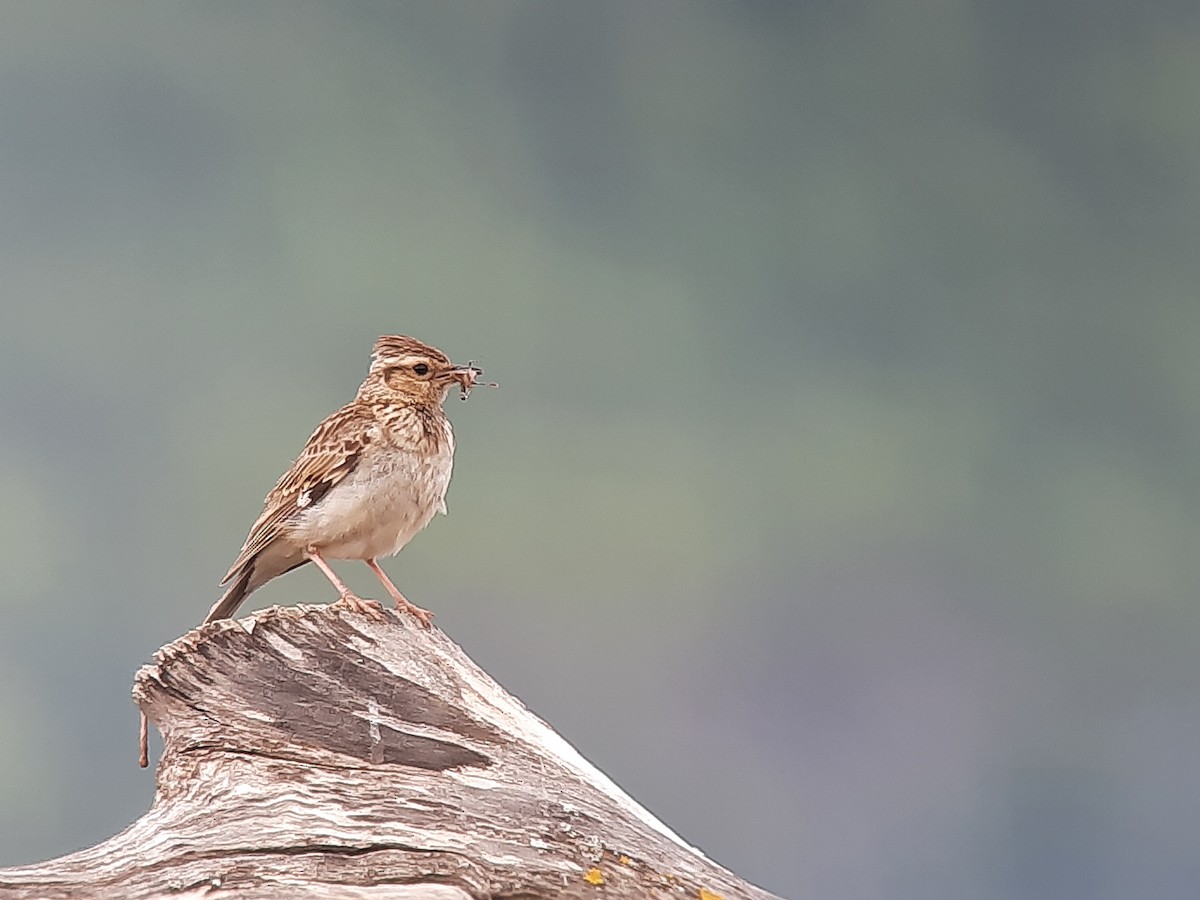 Wood Lark - Eneko Azkue