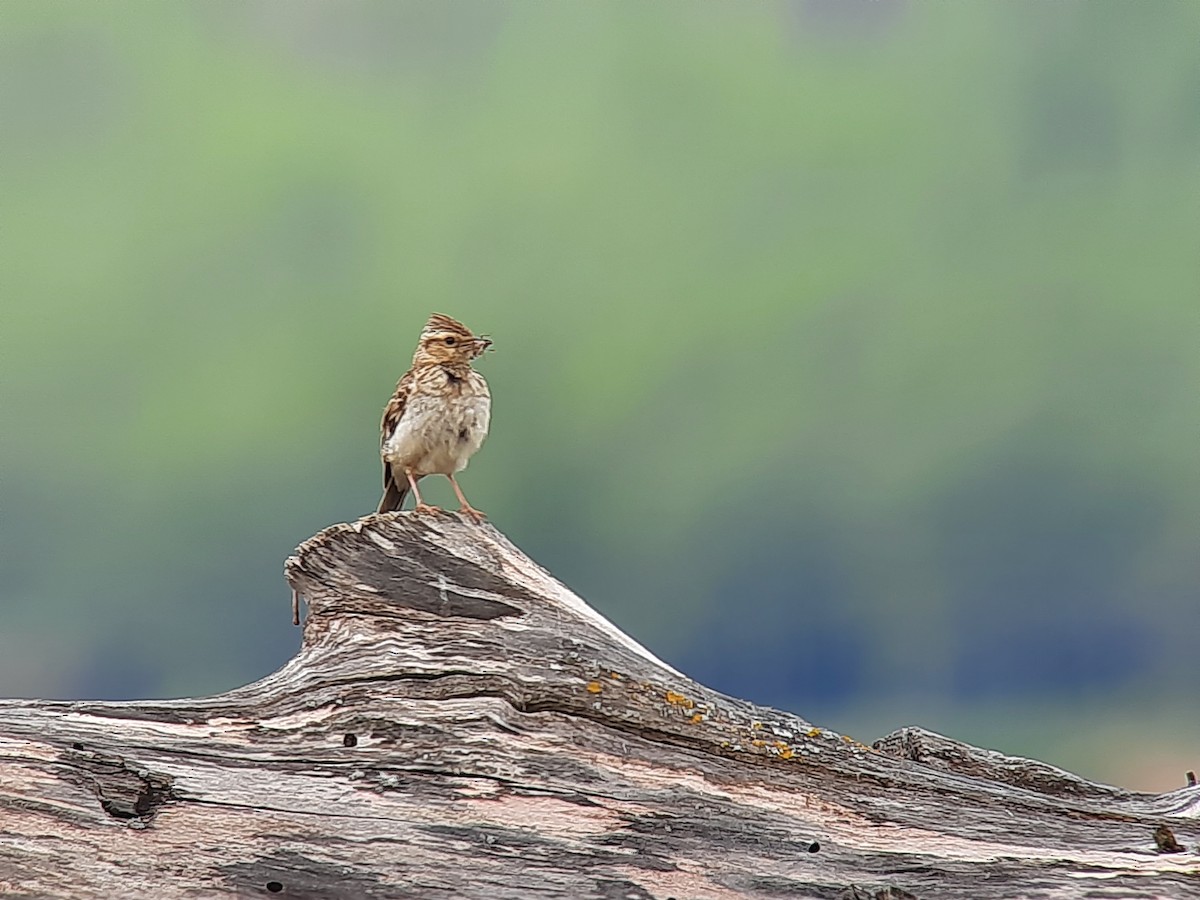 Wood Lark - Eneko Azkue