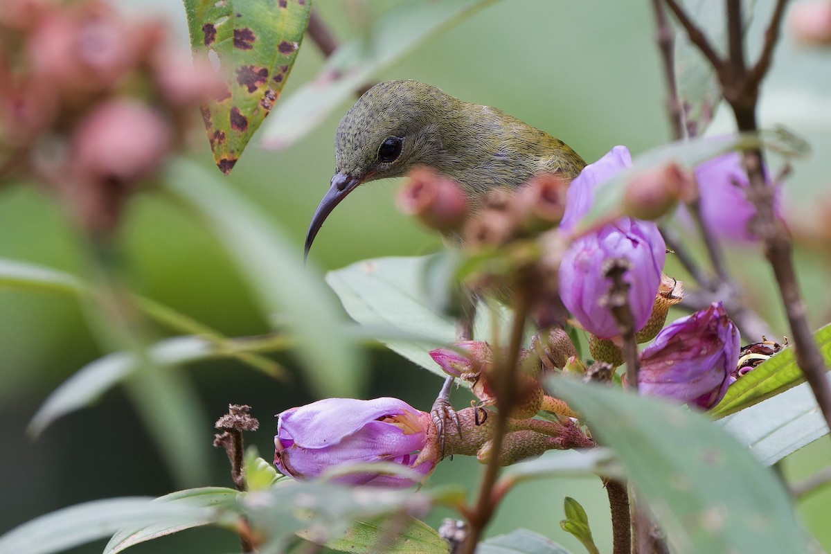 Temminck's Sunbird - ML591588471