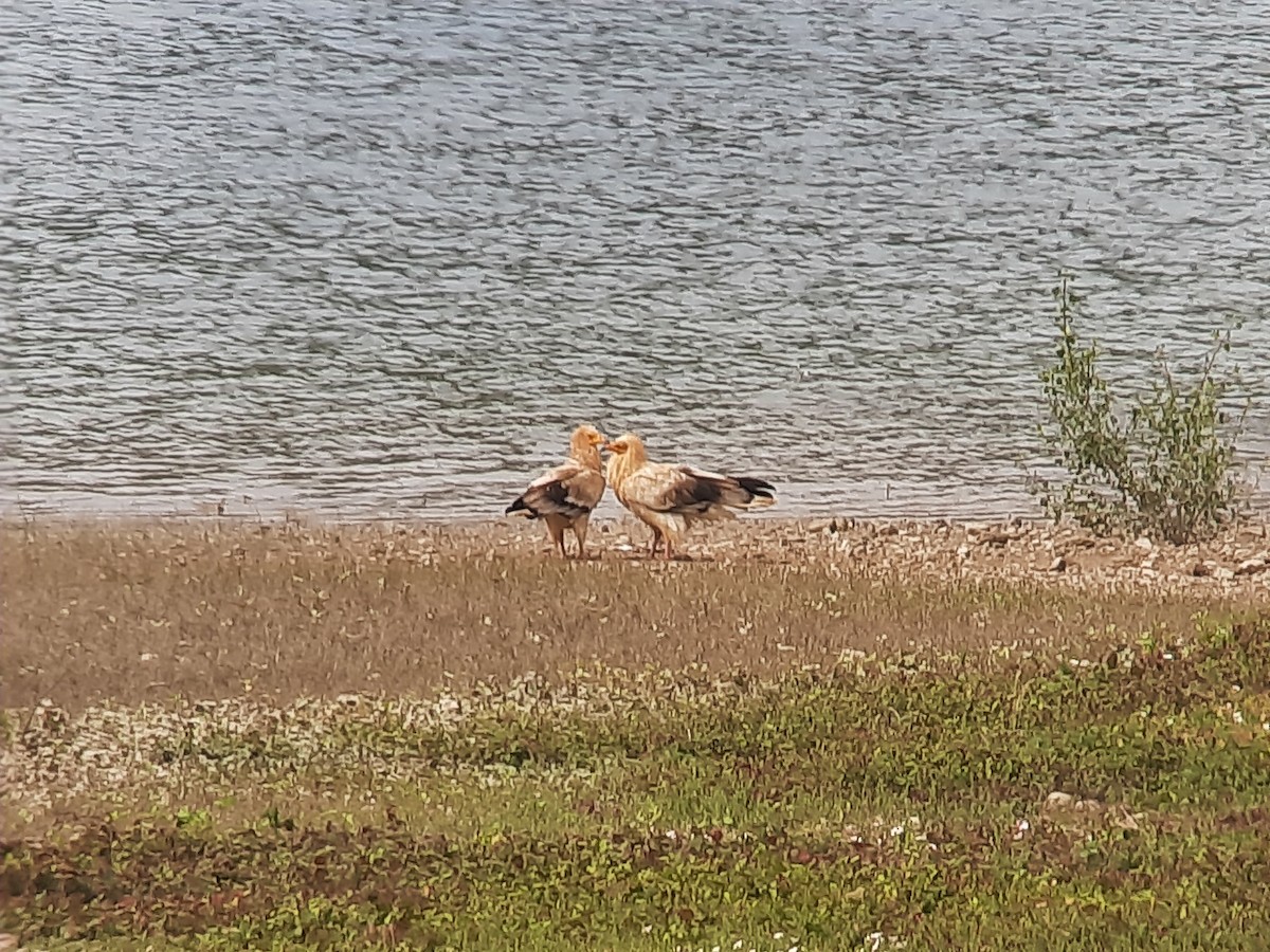 Egyptian Vulture - ML591588491