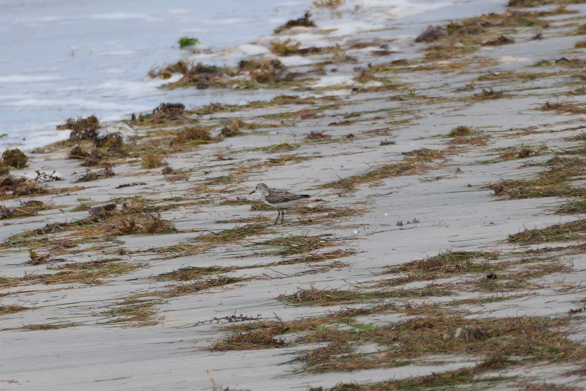 Semipalmated Sandpiper - Kenrith Carter