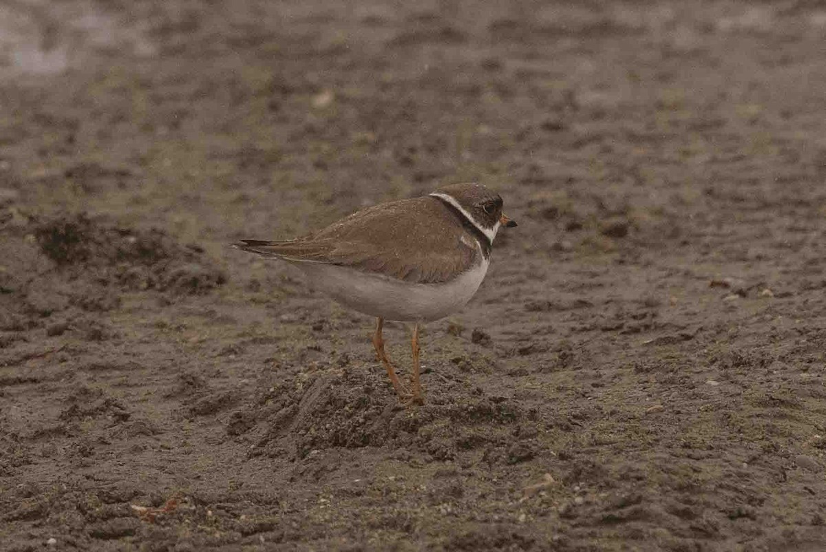 Semipalmated Plover - ML591588711