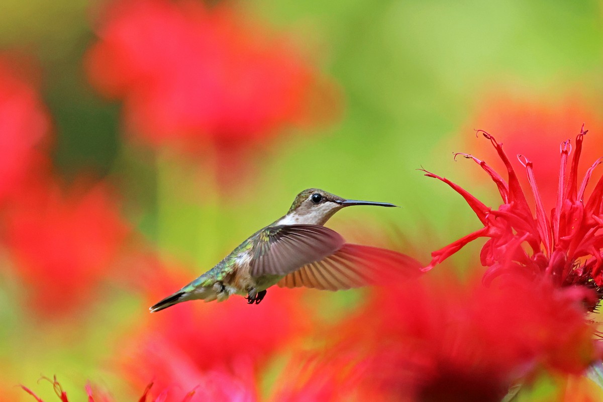 Ruby-throated Hummingbird - ML591588991