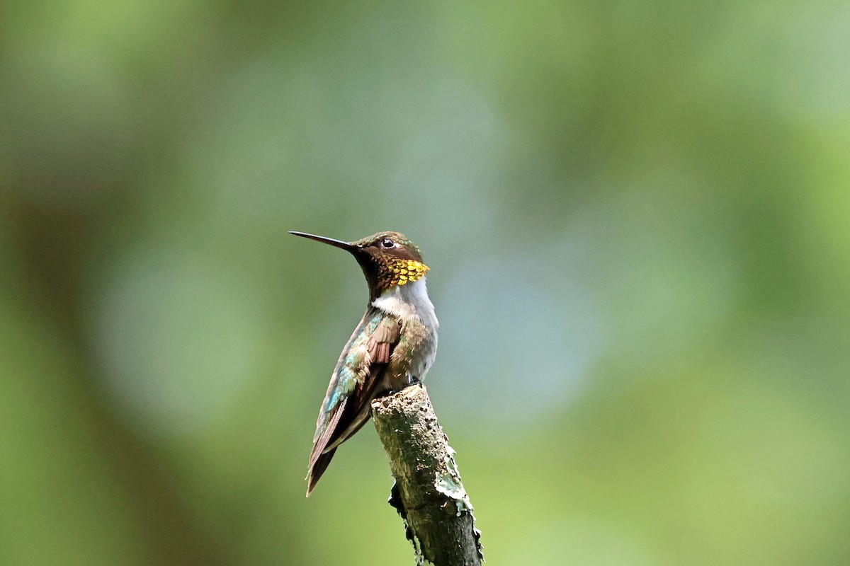 Ruby-throated Hummingbird - ML591589001