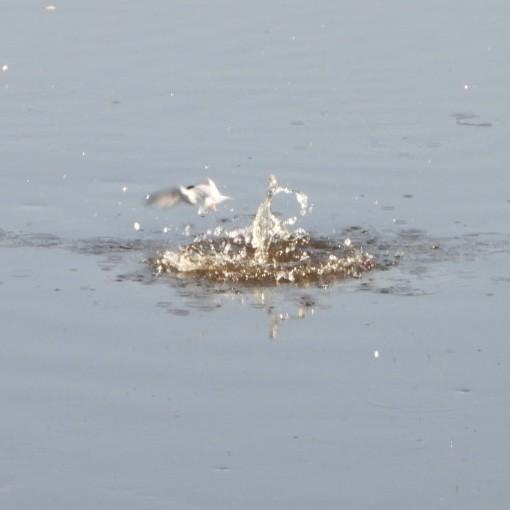 Common Tern - ML591589101