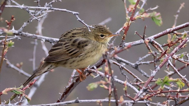 Common Grasshopper Warbler - ML591589541