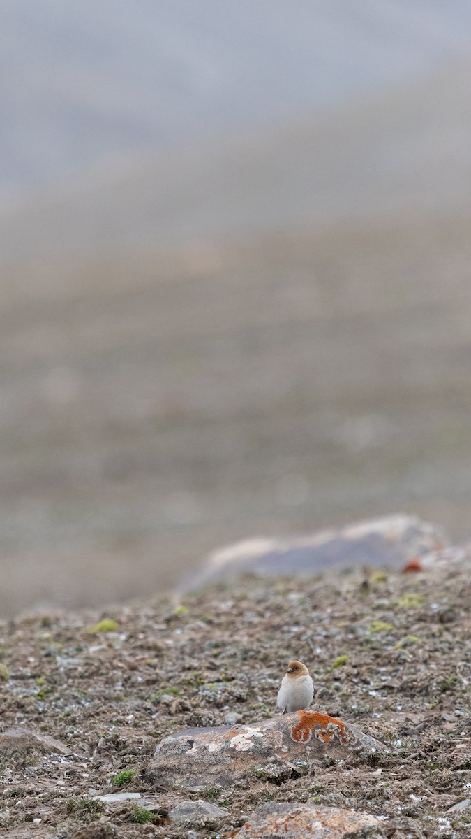 Sillem's Rosefinch - Shaoping Zang