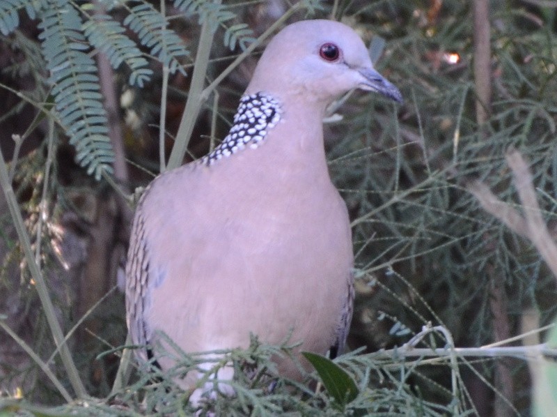 Spotted Dove - ML591589881