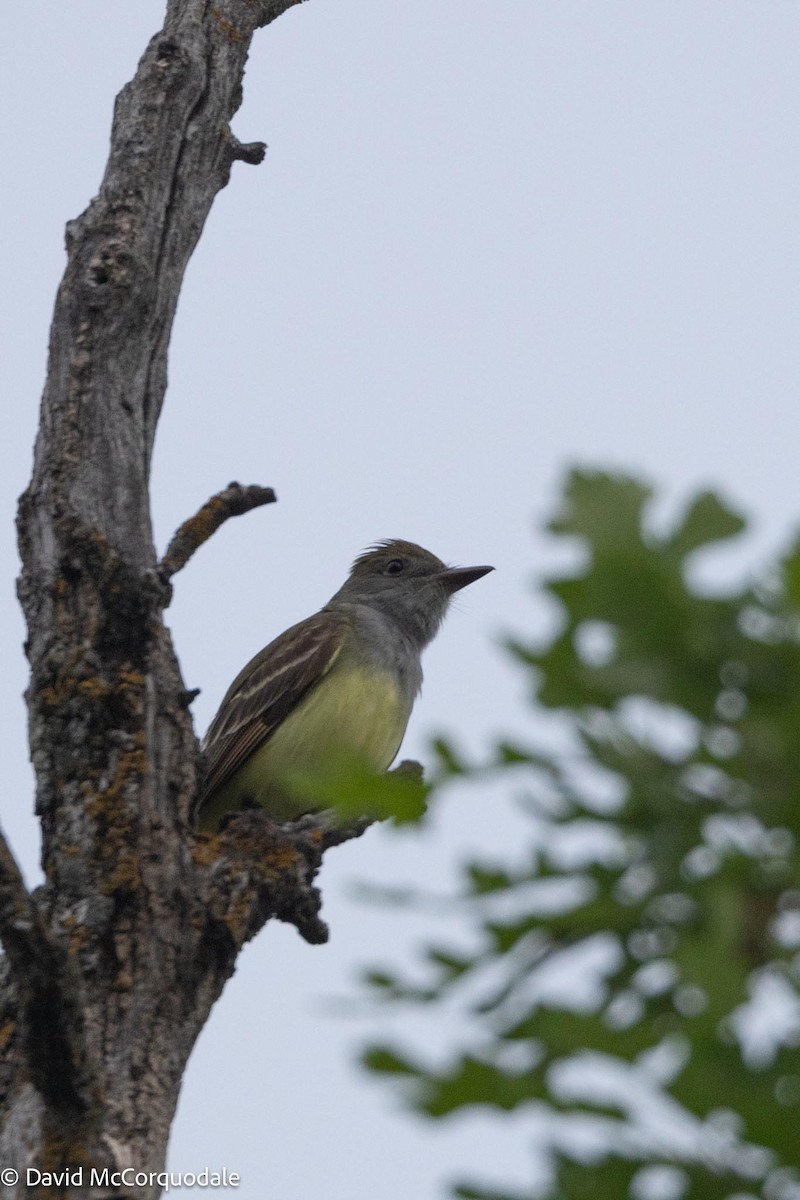 Great Crested Flycatcher - ML591590451
