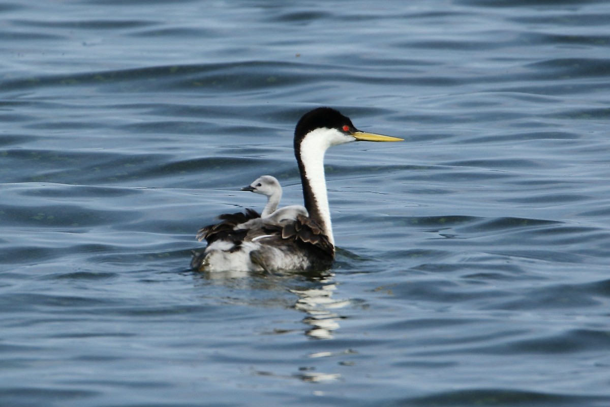 Western Grebe - ML591593001