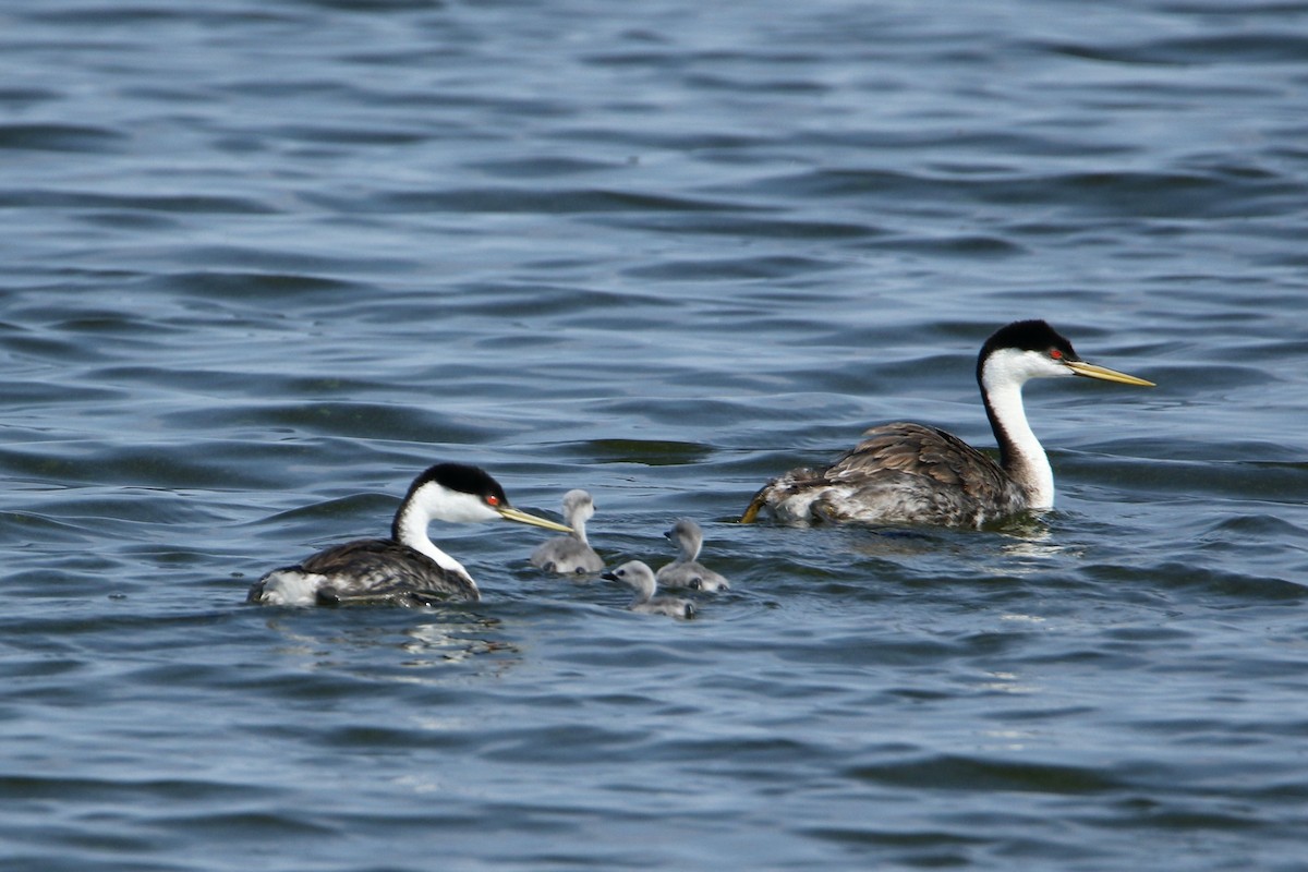 Western Grebe - ML591593041