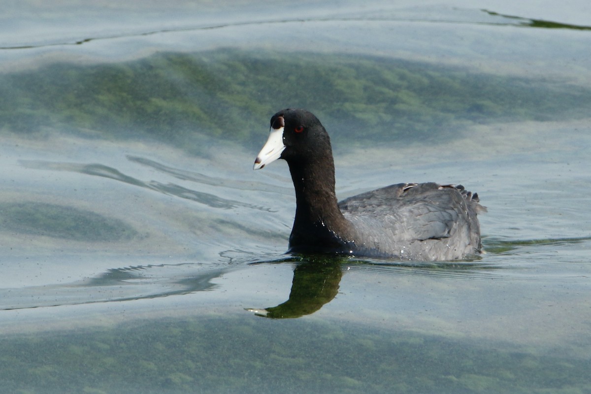 American Coot - ML591593121