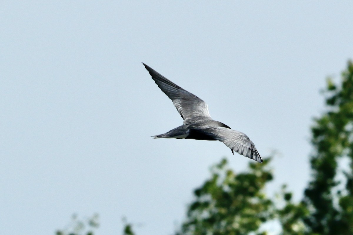 Black Tern - ML591593191