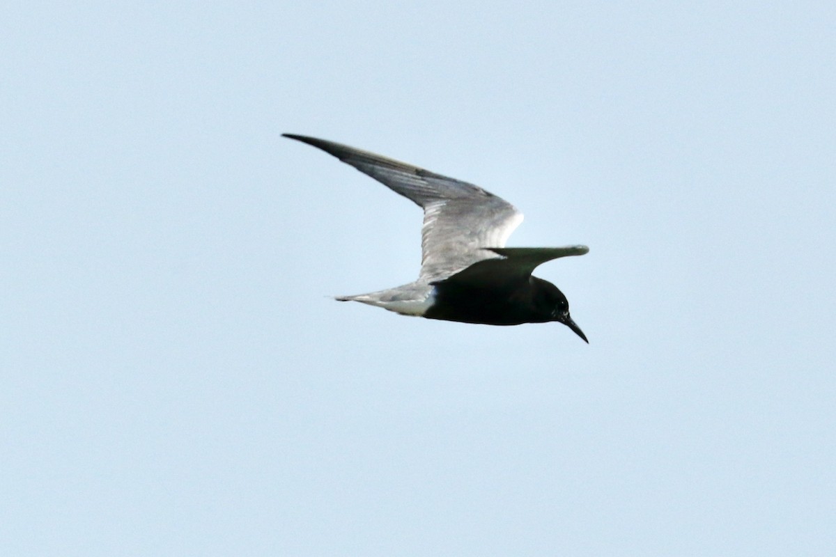 Black Tern - ML591593201
