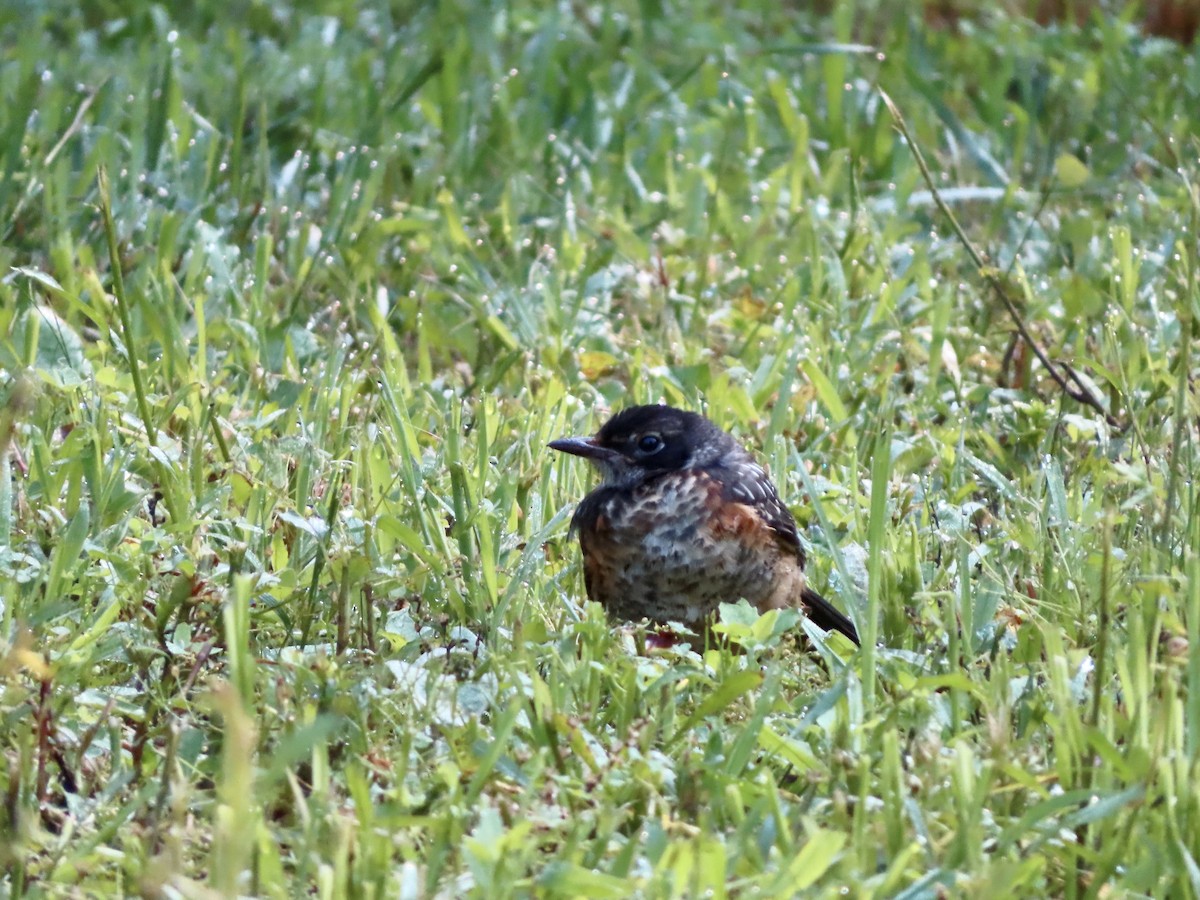 American Robin - ML591593611