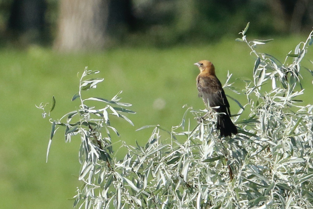 Yellow-headed Blackbird - ML591593981