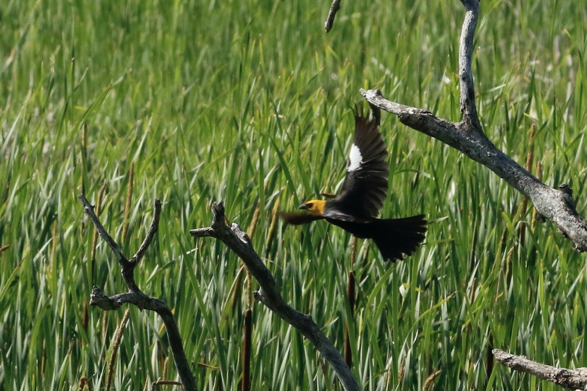 Yellow-headed Blackbird - ML591594091