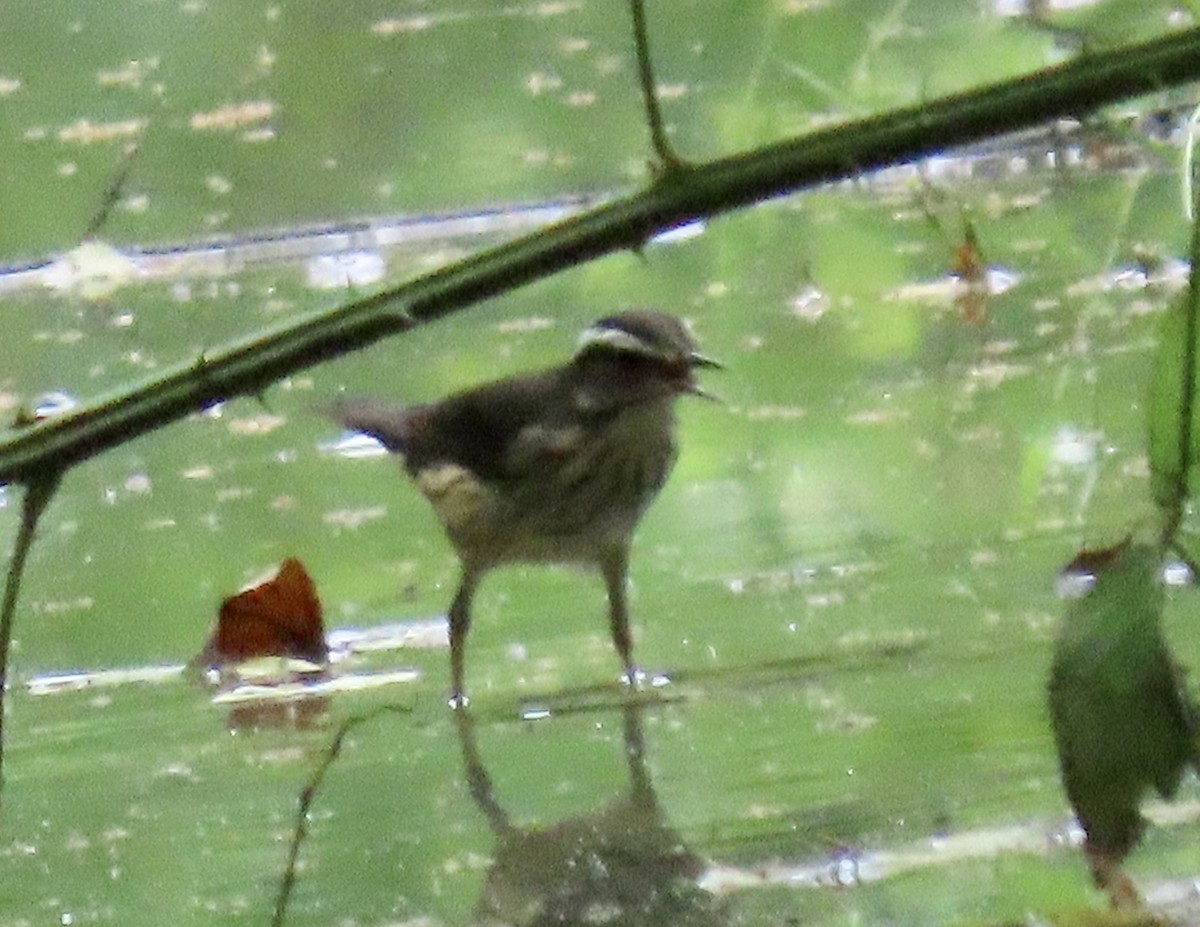 Louisiana Waterthrush - ML591594121