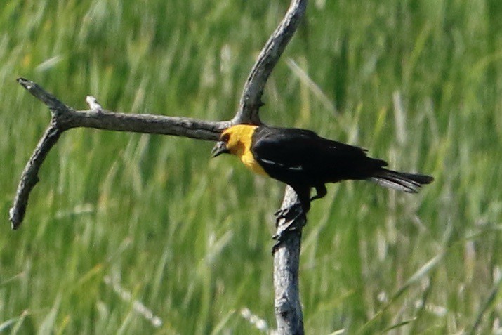 Yellow-headed Blackbird - ML591594161