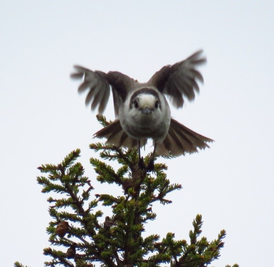 Canada Jay - Andy de Champlain