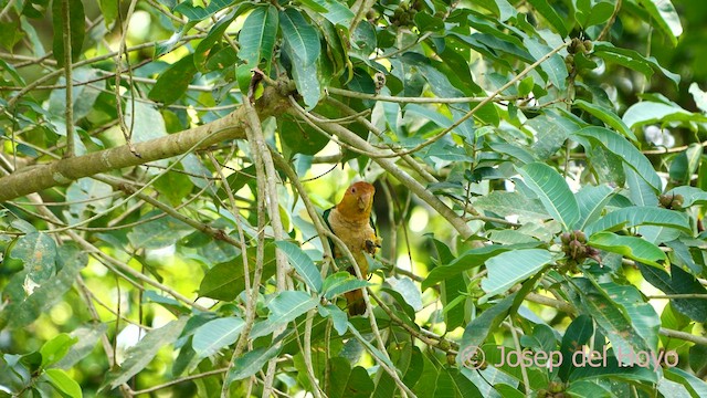 White-bellied Parrot - ML591594731