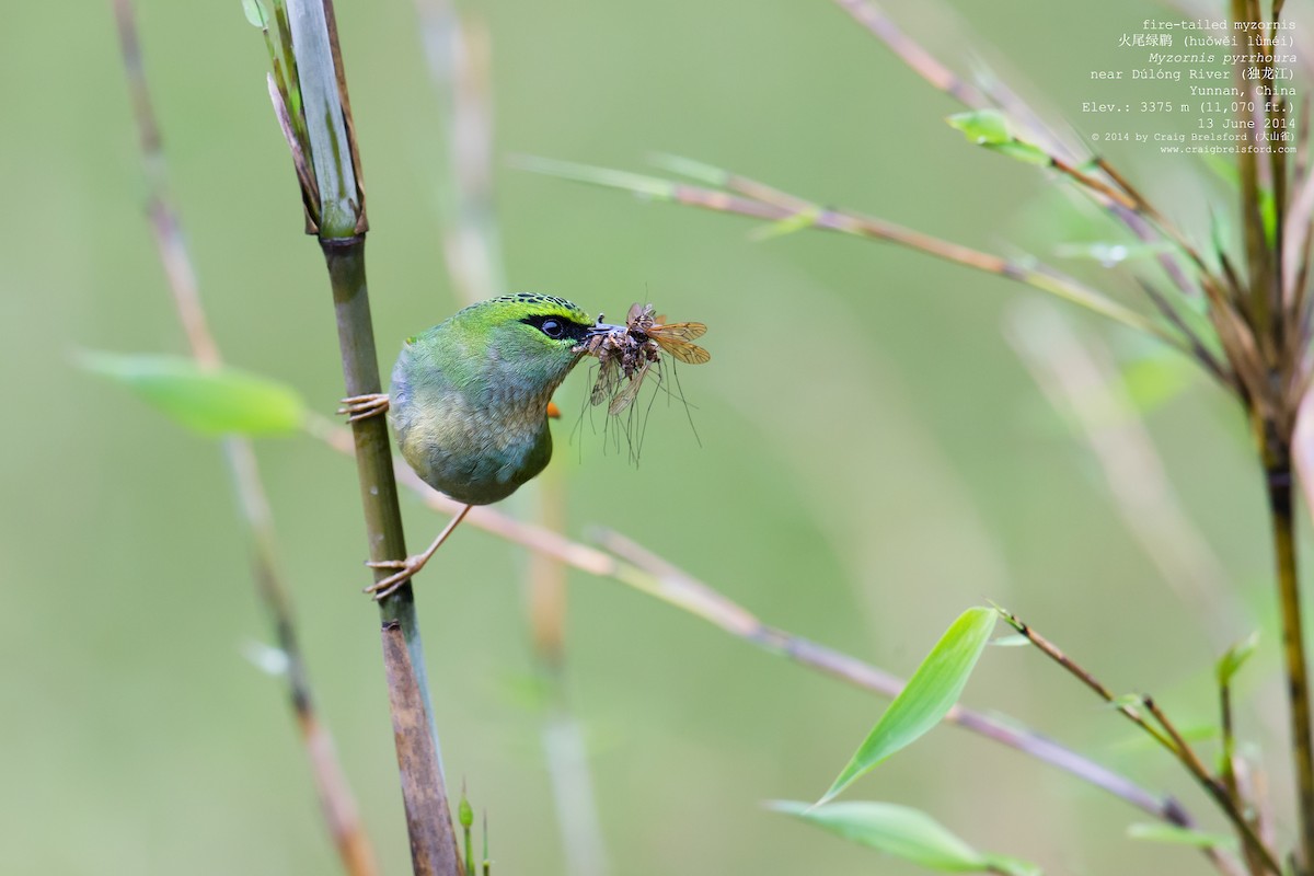 Fire-tailed Myzornis - ML59159501