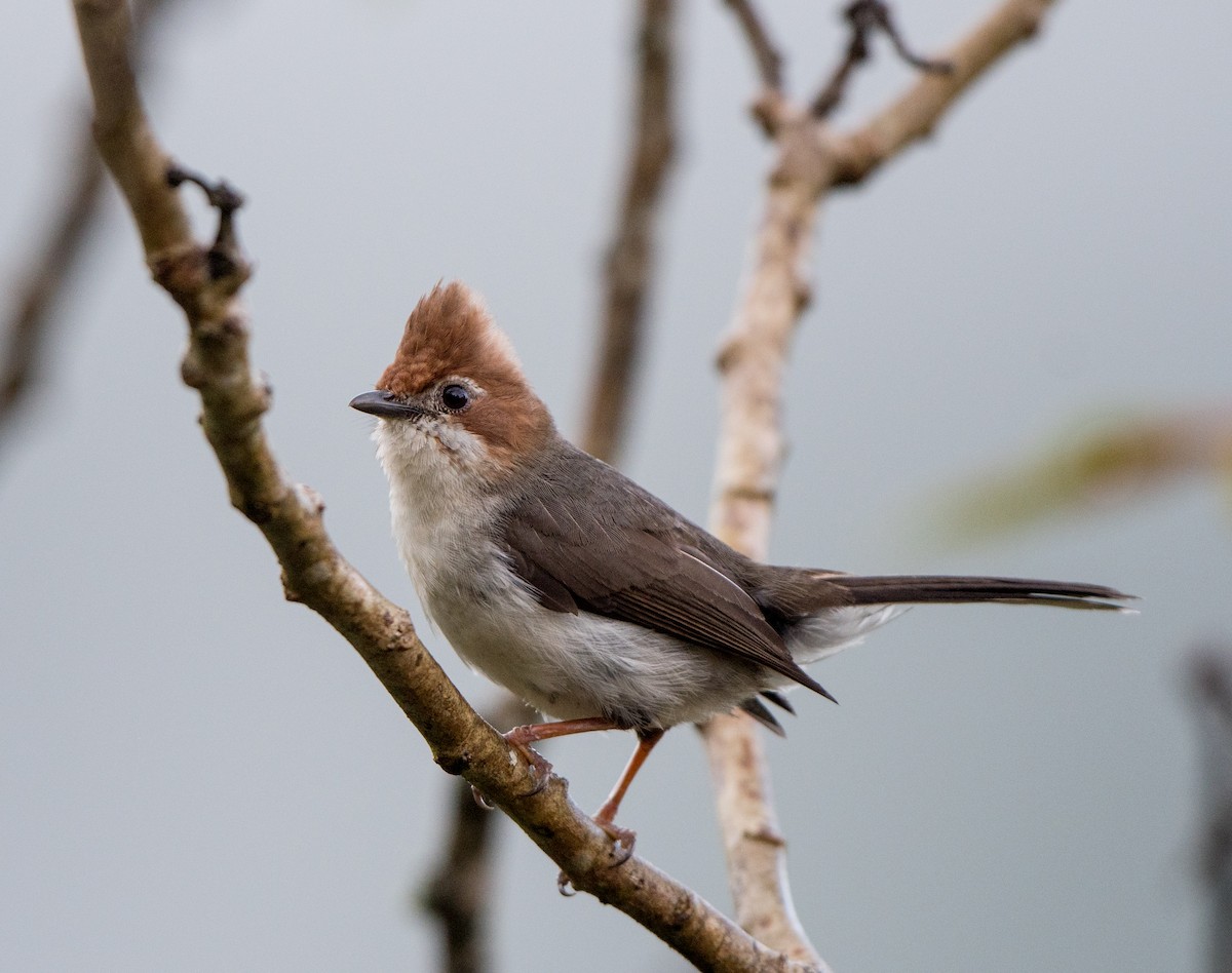Chestnut-crested Yuhina - jimmy Yao