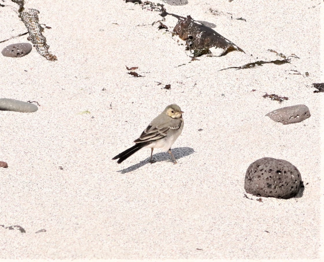 White Wagtail - ML591595411