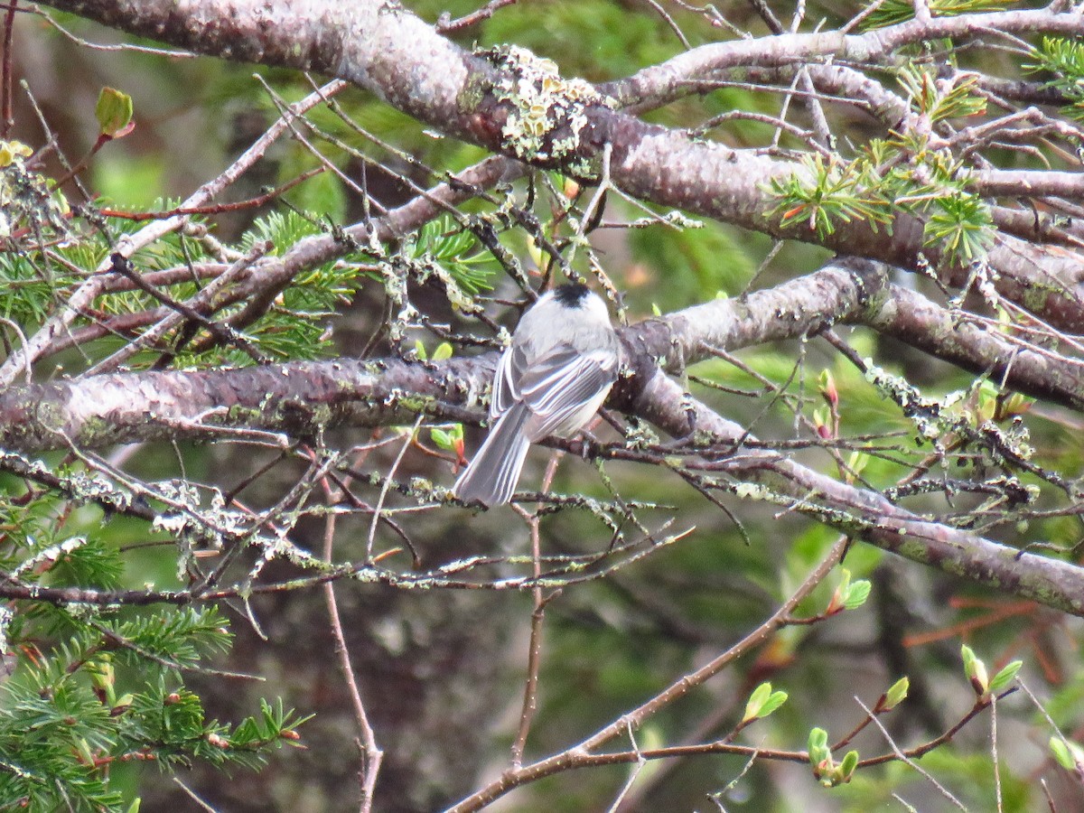 Black-capped Chickadee - ML59159651