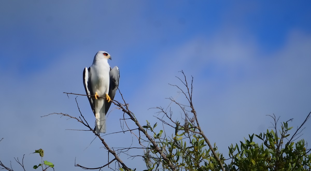 White-tailed Kite - Amilcar Santos-Morales