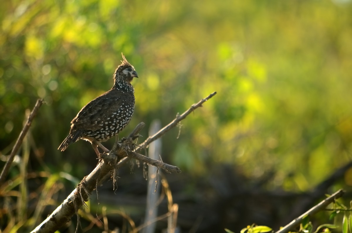 Crested Bobwhite - ML591596631