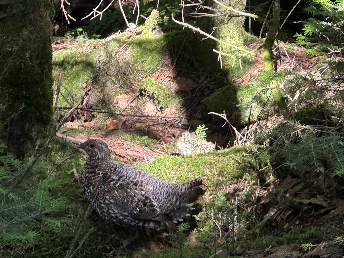 tetřívek kanadský - ML591596641