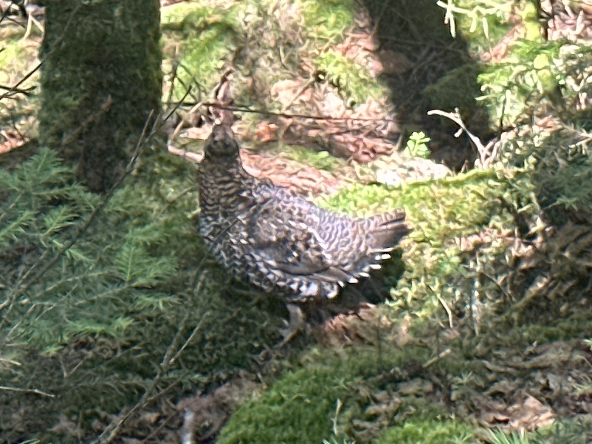 tetřívek kanadský - ML591596691