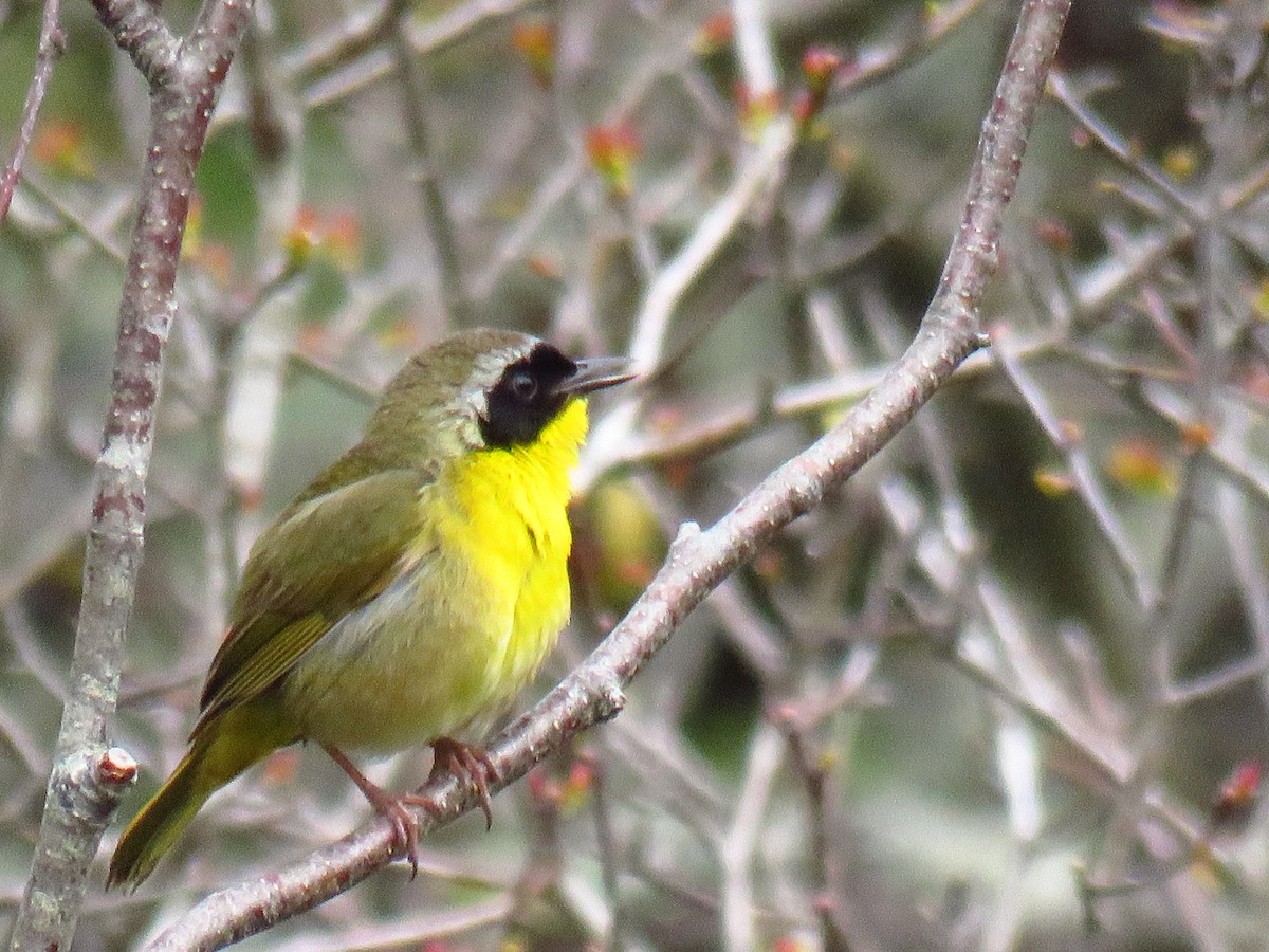 Common Yellowthroat - Andy de Champlain