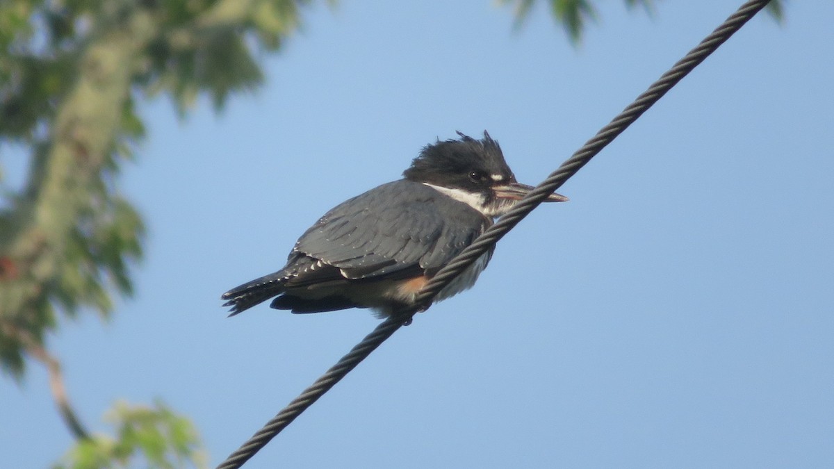 Belted Kingfisher - Siu Ten Ng and Paul Kazee