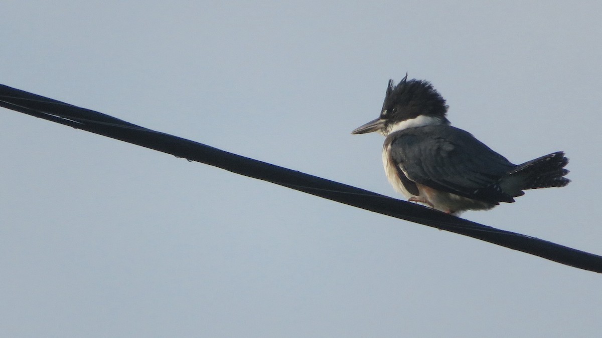 Belted Kingfisher - Siu Ten Ng and Paul Kazee