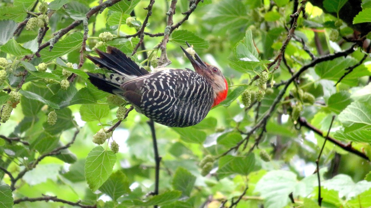 Red-bellied Woodpecker - Siu Ten Ng and Paul Kazee